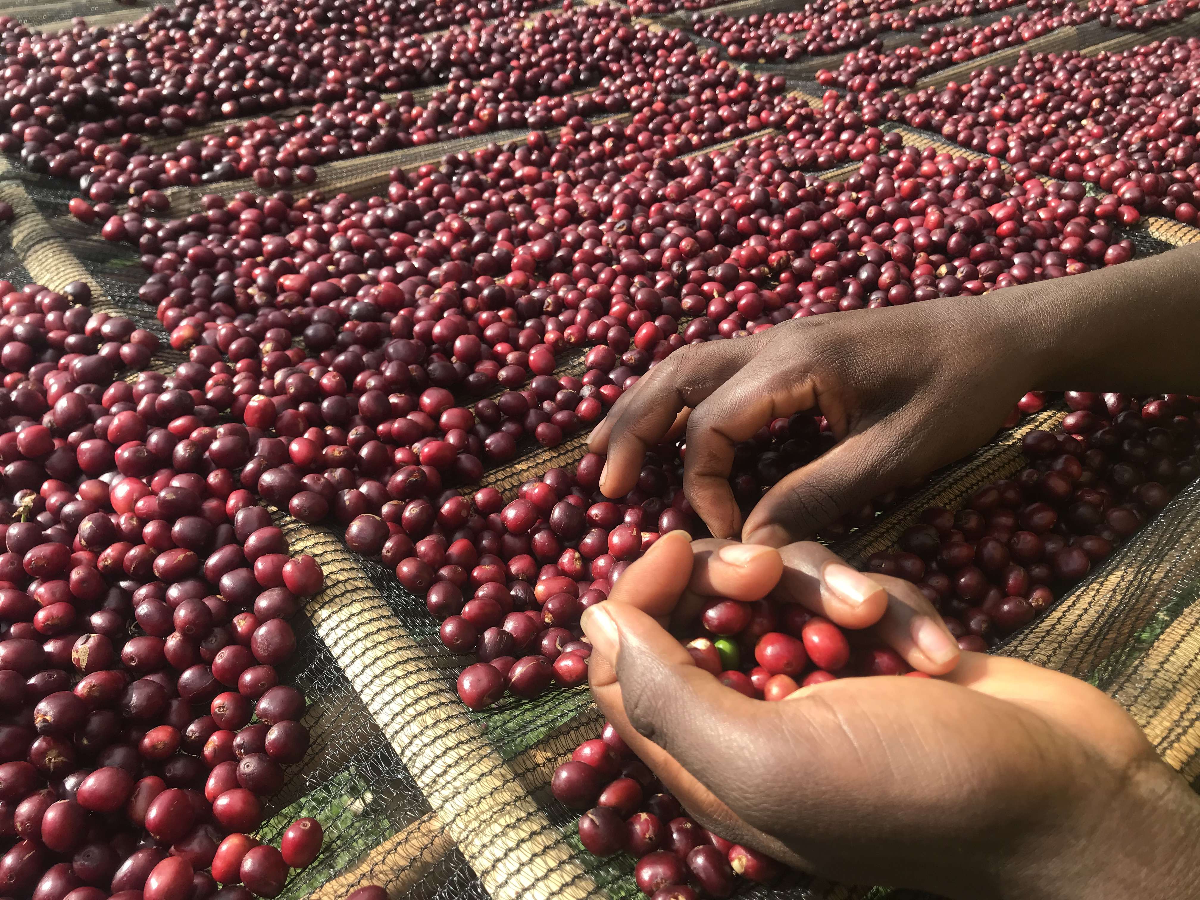 Sidama coffee cherries