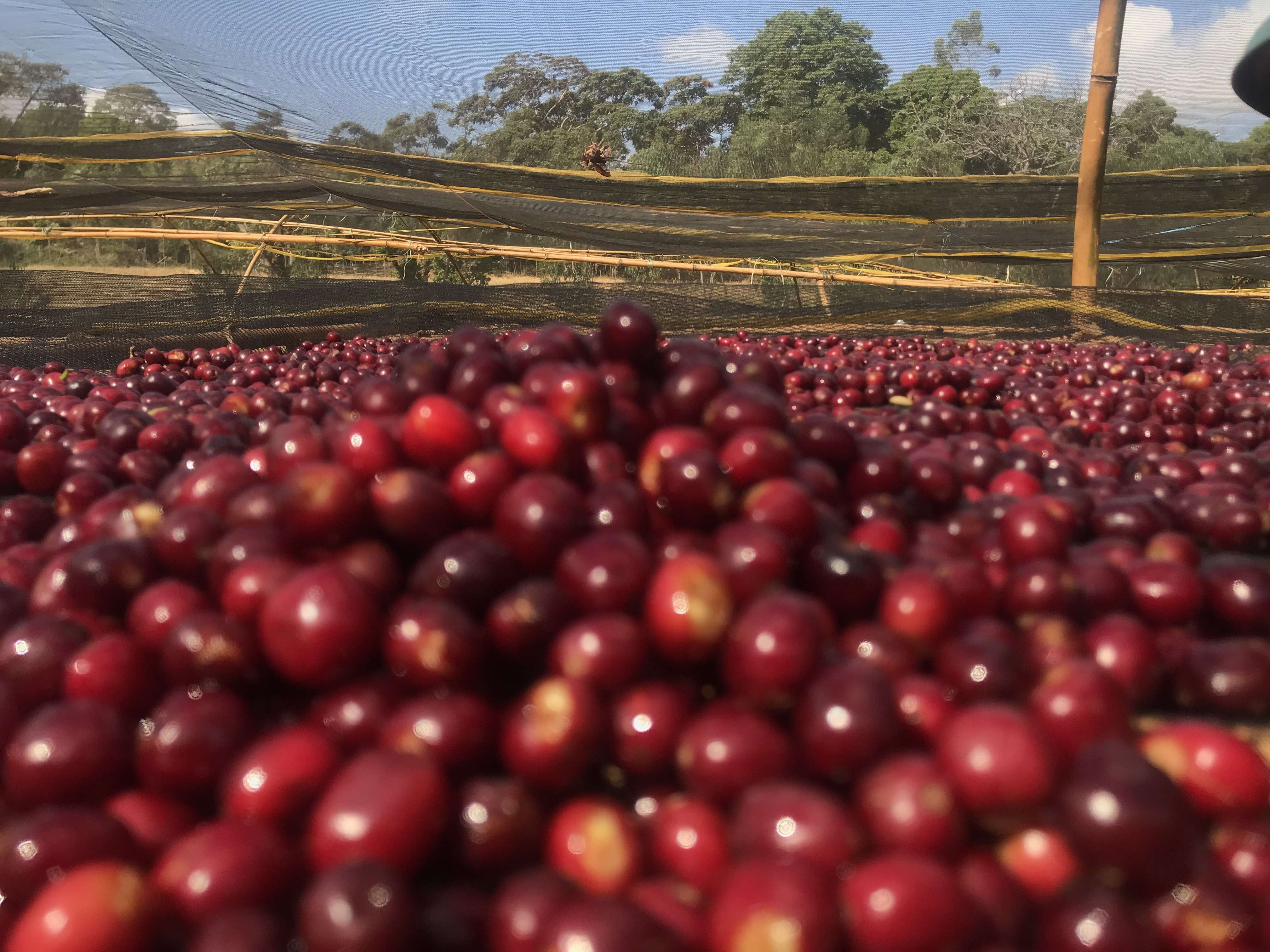 Yirgacheffe coffee cherries